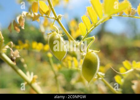 Echte rohe Kichererbsen Pflanzen Schoten aus nächster Nähe in ländlichen landwirtschaftlichen Anbau, landwirtschaftliche Lebensmittel Stockfoto