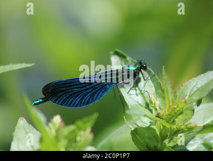 Blaue Drachenfliege Stockfoto