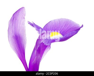Blütenblätter Der Violetten Iris Stockfoto