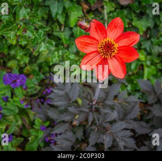 Einzelne Blume der roten Dahlia Bischof von Auckland (Dahlia Pooh) Blume an einem sonnigen Tag. Stockfoto