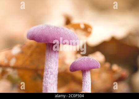 Laccaria amethystina, allgemein bekannt als Amethyst-Betrüger, wilde lila gefärbte Pilze Stockfoto