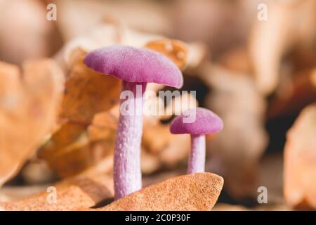 Laccaria amethystina, allgemein bekannt als Amethyst-Betrüger, wilde lila gefärbte Pilze Stockfoto