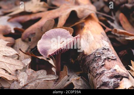 Laccaria amethystina, allgemein bekannt als Amethyst-Betrüger, wilde lila gefärbte Pilze Stockfoto