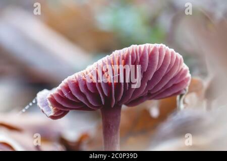 Laccaria amethystina, allgemein bekannt als Amethyst-Betrüger, wilde lila gefärbte Pilze Stockfoto