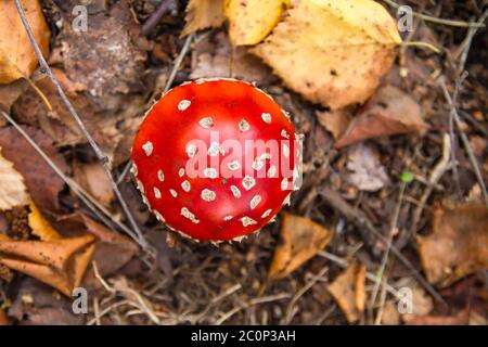 Amanita muscaria oder fliegen agaric giftige legendäre Pilz wild im Wald wachsen Stockfoto