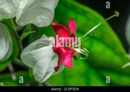 Eine Makroaufnahme einer royale rot-weißen Blume mit Blättern. Auch als weißes blutendes Herz oder Glory Bower bezeichnet Stockfoto