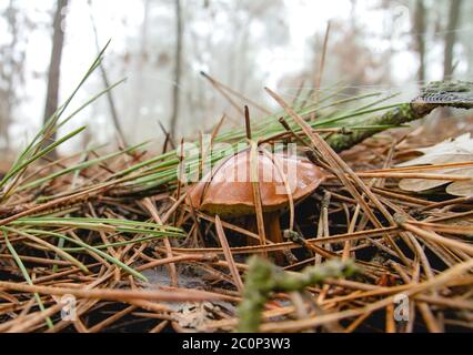 Bay Bolete Pilz wächst wild im herbstlichen Wald Stockfoto