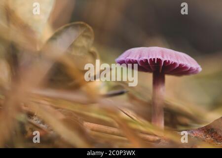 Laccaria amethystina, allgemein bekannt als Amethyst-Betrüger, wilde lila gefärbte Pilze Stockfoto