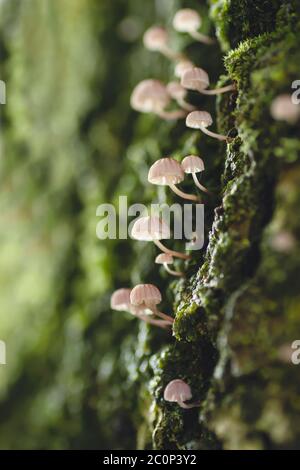 Mycena kleine Pilze wachsen in einer Baumrinde, die mit Moos bedeckt ist Stockfoto