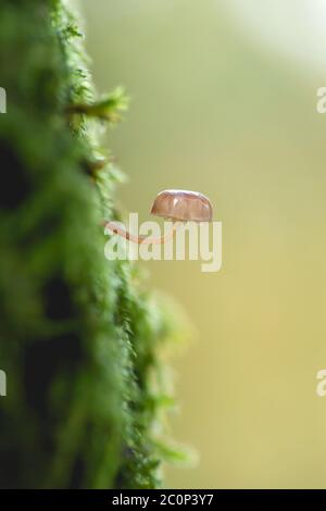 Mycena kleine Pilze wachsen in einer Baumrinde, die mit Moos bedeckt ist Stockfoto