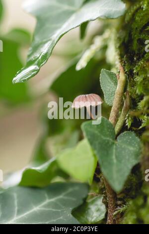 Mycena kleine Pilze wachsen in einer Baumrinde, die mit Moos bedeckt ist Stockfoto