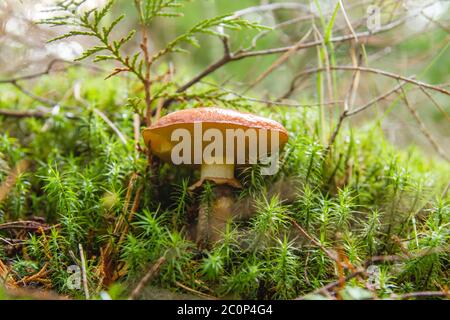 Suillus luteus Pilz wächst wild im Wald grünes Moos Stockfoto