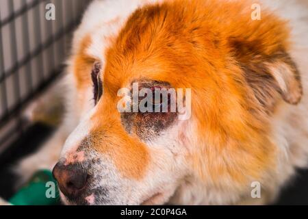 Chow-Chow Mischlingshund nach Entropionoperation Stockfoto