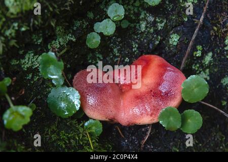 Fistulina hepatica oder Beefsteak polypore essbare Pilz Stockfoto