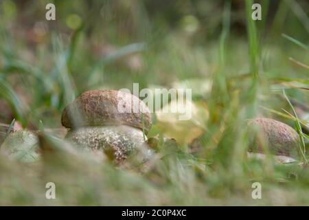 Boletus edulis kleine köstliche Steinpilze, die wild im herbstlichen Waldboden wachsen Stockfoto