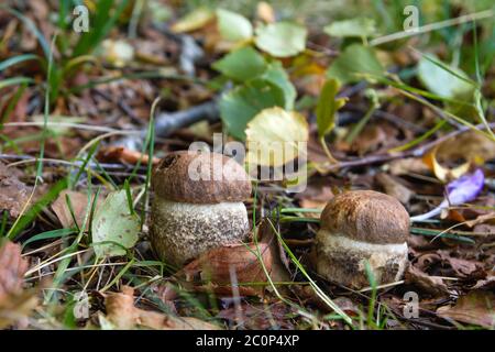 Boletus edulis kleine köstliche Steinpilze, die wild im herbstlichen Waldboden wachsen Stockfoto