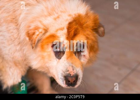 Chow-Chow Mischlingshund nach Entropionoperation Stockfoto