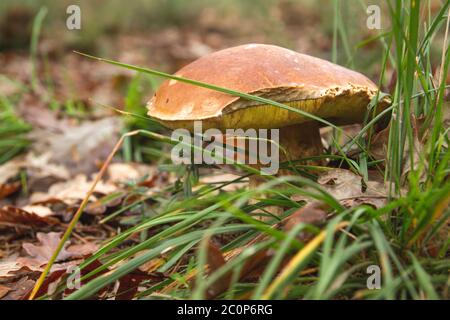 Boletus edulis oder Steinpilze köstliche Pilze wachsen wild in den herbstlichen Wäldern Stockfoto