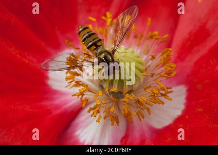 Eine Nahaufnahme in einem Mohnblumenkopf einer Schwebfliege, die sich auf Nektar ernährt Stockfoto