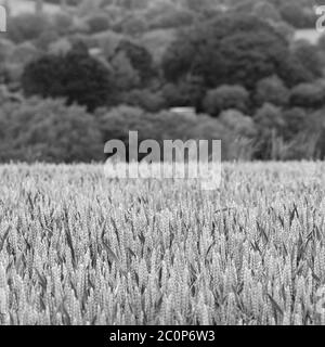 Abstrakte monochromatische Schwarz-Weiß-Wiedergabe von reifenden grünen Weizenfeld - für Ernährungssicherheit. Abstract für die britische Landwirtschaft, DEFRA. Stockfoto