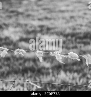 Schafwolle gefangen von Stacheldraht Fechten im Feld. Metapher wird gescheut und geschwindet. Stockfoto