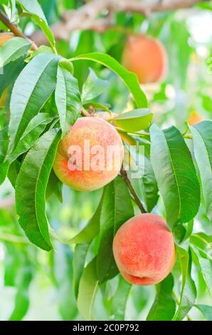 Pfirsich auf Baum Stockfoto