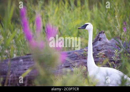 Ein Trompeter Swan stellt neben einigen schönen violetten Blüten an der Toronto der beliebten Tommy Thompson Park. Stockfoto