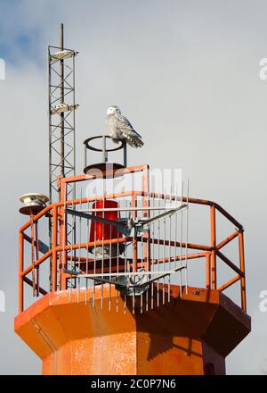 Eine verschneite Eule steht auf dem Toronto Harbour Light im Tommy Thompson Park in Toronto, Ontario. Stockfoto