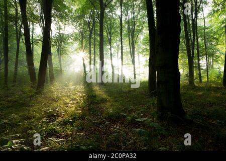 Licht bricht am frühen Morgen in einem hampshire Wald durch die Bäume Stockfoto
