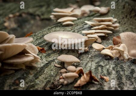 Pleurotus ostreatus oder Austernpilze, die auf einem Baumstamm wachsen Stockfoto