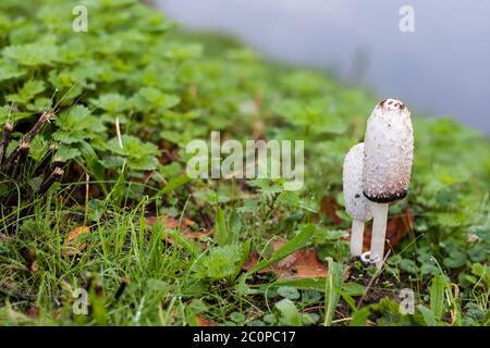 Coprinus comatus oder zottelige Tintenkappe essbare Pilze, die wild im grünen Gras wachsen Stockfoto