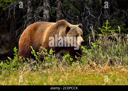 Ein erwachsener Grizzlybär 'Ursus arctos', der entlang eines Waldgebiets im ländlichen Alberta Kanada auf Nahrungssuche geht Stockfoto