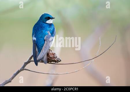 Eine Baumschwalbe steht auf einer Stuckhornsumac-Filiale im Tommy Thompson Park in Toronto, Ontario. Stockfoto