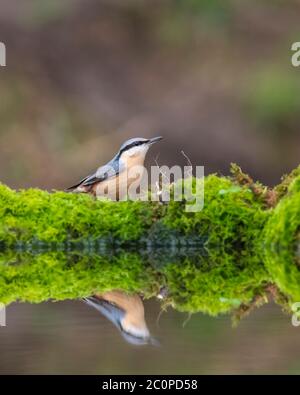 Eurasische Nuthatch, Sitta europaea, Dumfries & Galloway, Schottland Stockfoto