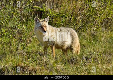 Ein wilder Kojote 'Canis latrans', der in einem Wildnisgebiet im ländlichen Alberta Kanada auf Nahrungssuche ist. Stockfoto