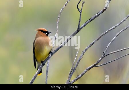 Ein Cedar waxwing Bombycilla cedrorum Vogel'', thront auf einem toten Baum in ländlichen Alberta Kanada Stockfoto