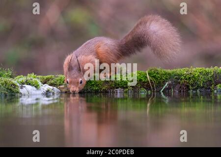 Red Squirrel, Sciurus vulgaris, Trinken aus einem Pool, Dumfries & Galloway, Schottland Stockfoto