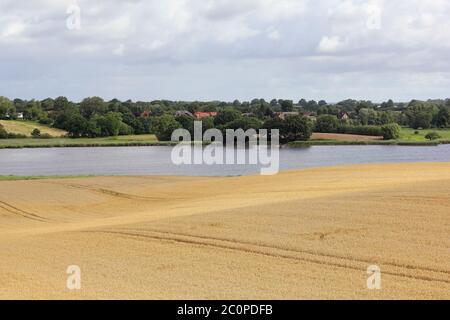 Reifes Getreidefeld an der Lagune Ornum auf der Halbinsel Schwansen in Norddeutschland Stockfoto