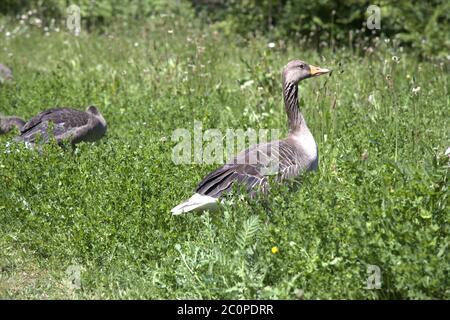 Graugans, Graugans, Anser Stockfoto