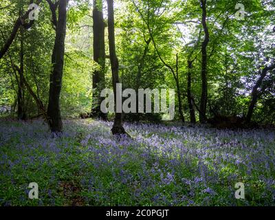 Alte Laubwälder im Frühling. Hohe, belaubte Buchen am Holzrand mit sonniger Hintergrundbeleuchtung und englischen Bluebells im Pool von Licht. Stockfoto