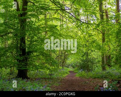 Alte Laubwälder Weg im Frühjahr. Hohe Buchen mit frischen neuen Blättern. Stockfoto