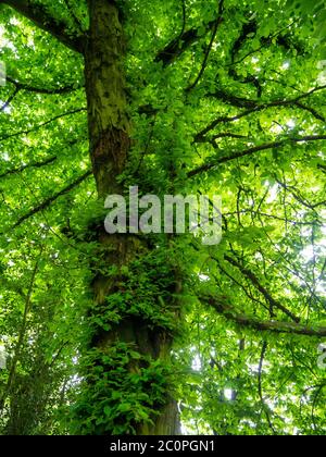 Alte Hainbuche Baum, Carpinus betulus, hinterleuchtet mit Nachmittagssonne gibt es einen verzauberten Effekt. Stockfoto