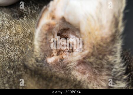 Nahaufnahme eines Katzenohrs mit äußerer Otitis Stockfoto