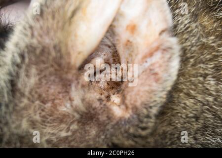 Nahaufnahme eines Katzenohrs mit äußerer Otitis Stockfoto