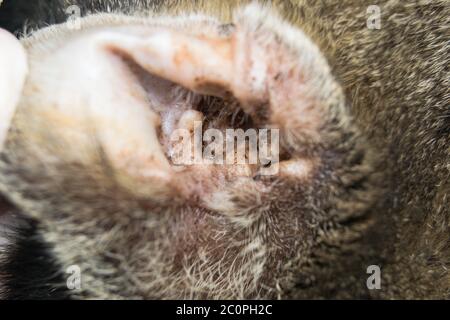 Nahaufnahme eines Katzenohrs mit äußerer Otitis Stockfoto