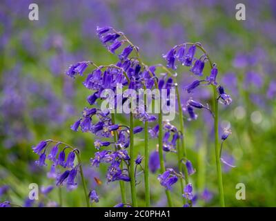 Detail einer Gruppe englischer Bluebells nach dem Regen. Frische Hyacinthoides non-scripta auf einem Waldboden im April. Hübsche blaue Blumen mit Bokeh. Stockfoto