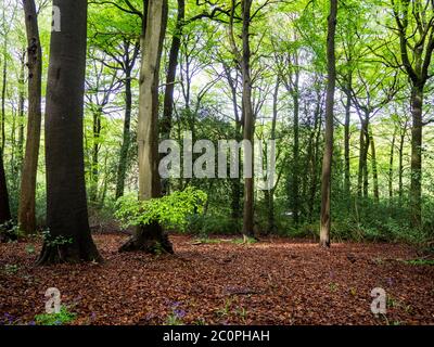 Alte Laubwälder im Frühling. Hohe Buchen mit blauer Himmel Hintergrundbeleuchtung und neue Blätter über den Waldboden. Stockfoto