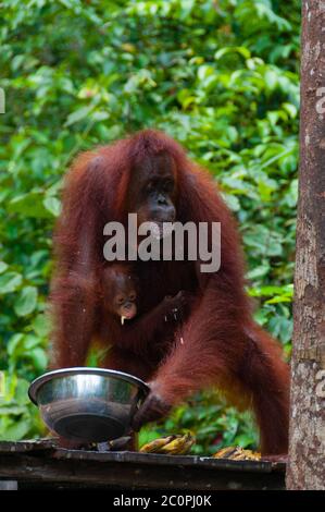 Orang-Utang trinken aus der Schüssel im Dschungel von Borneo Stockfoto