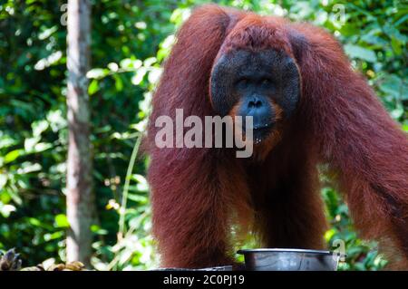 Orang Utan alpha Männchen stehen in Borneo-Indonesien Stockfoto