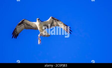 fischadler im Flug mit Welsen dieser Fischadler bringt Futter zurück ins Nest. Stockfoto